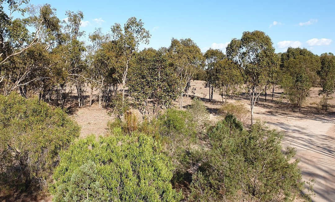 Lake Broadwater Conservation Park景点图片