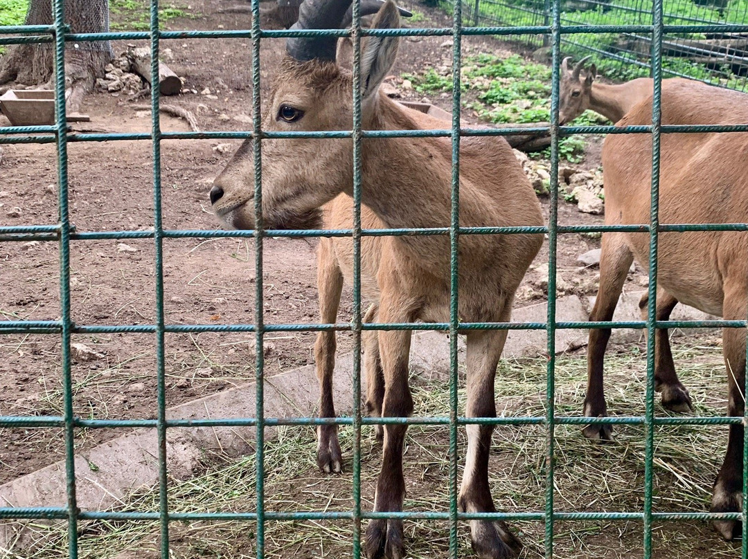 Bojnice Zoo-Bojnice必去景点