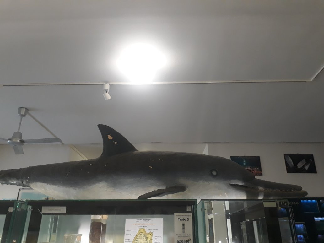 Museo di Biologia Marina Pietro Parenzan景点图片