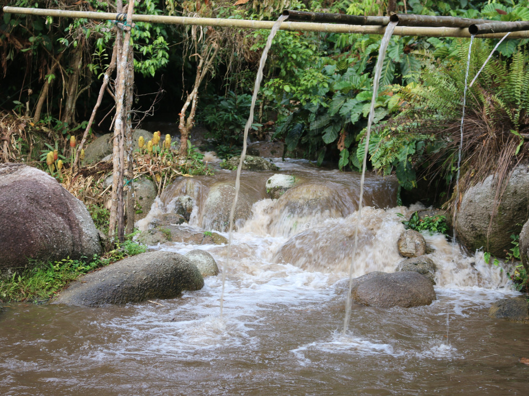 Rain Forest Inn主图