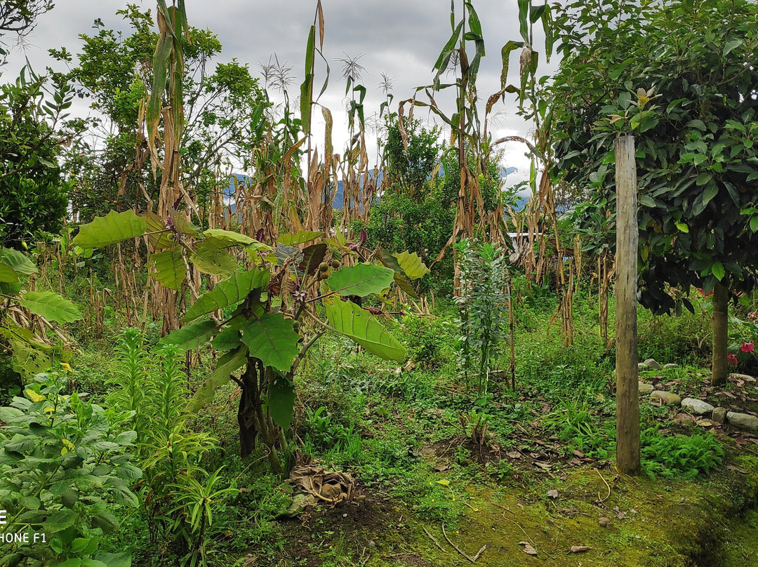 Hospedaje Pension Las Orquideas De Yumbilla主图