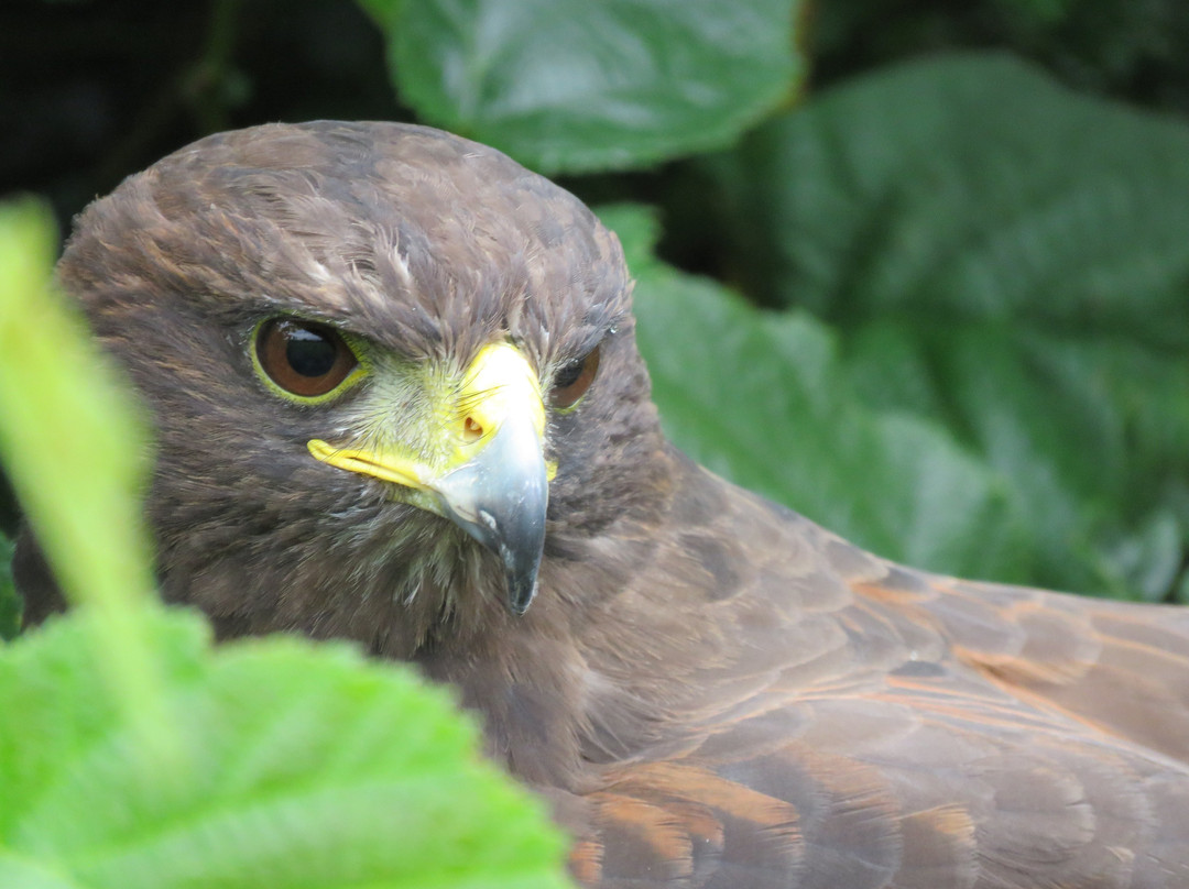 Falconry Experiences景点图片