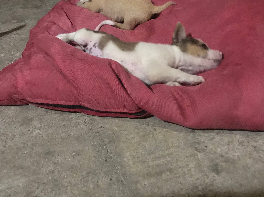 OYO 2039 Cici's Bungalow主图