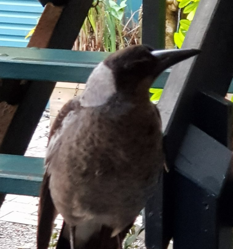 Coolum Dreams Bed & Breakfast主图