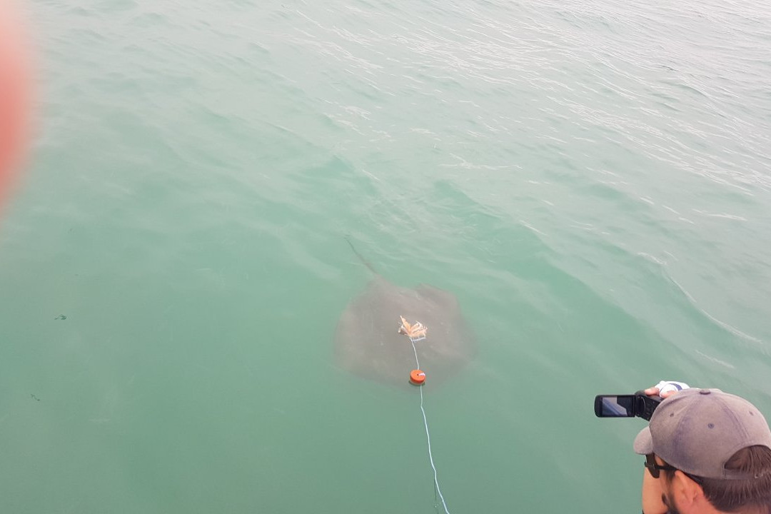 Shark Diving Unlimited-干斯拜必去景点