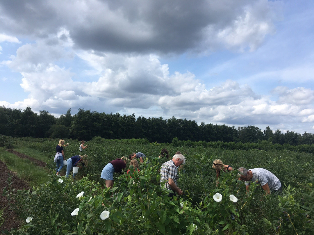 Blueberry Fields-Beringen必去景点