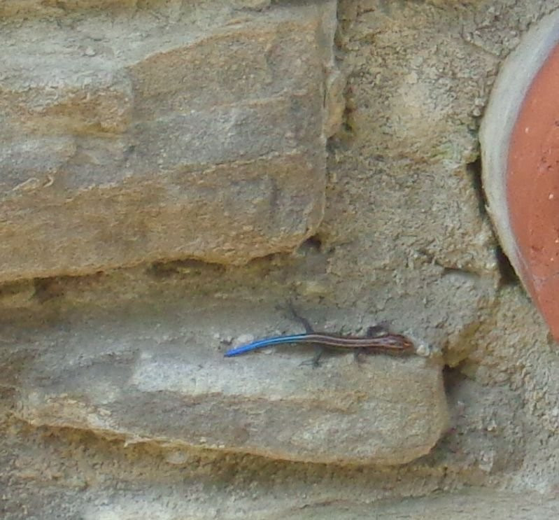 Ritter Park-亨廷顿必去景点