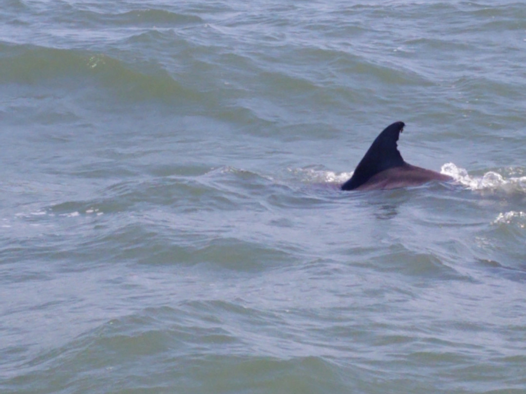 Saltwater Pony Tours-钦科蒂格岛必去景点