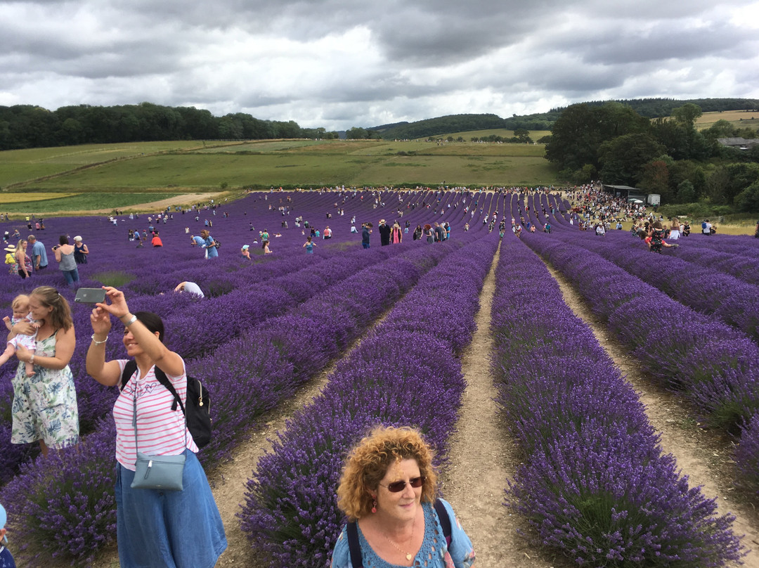 Lordington Lavender景点图片