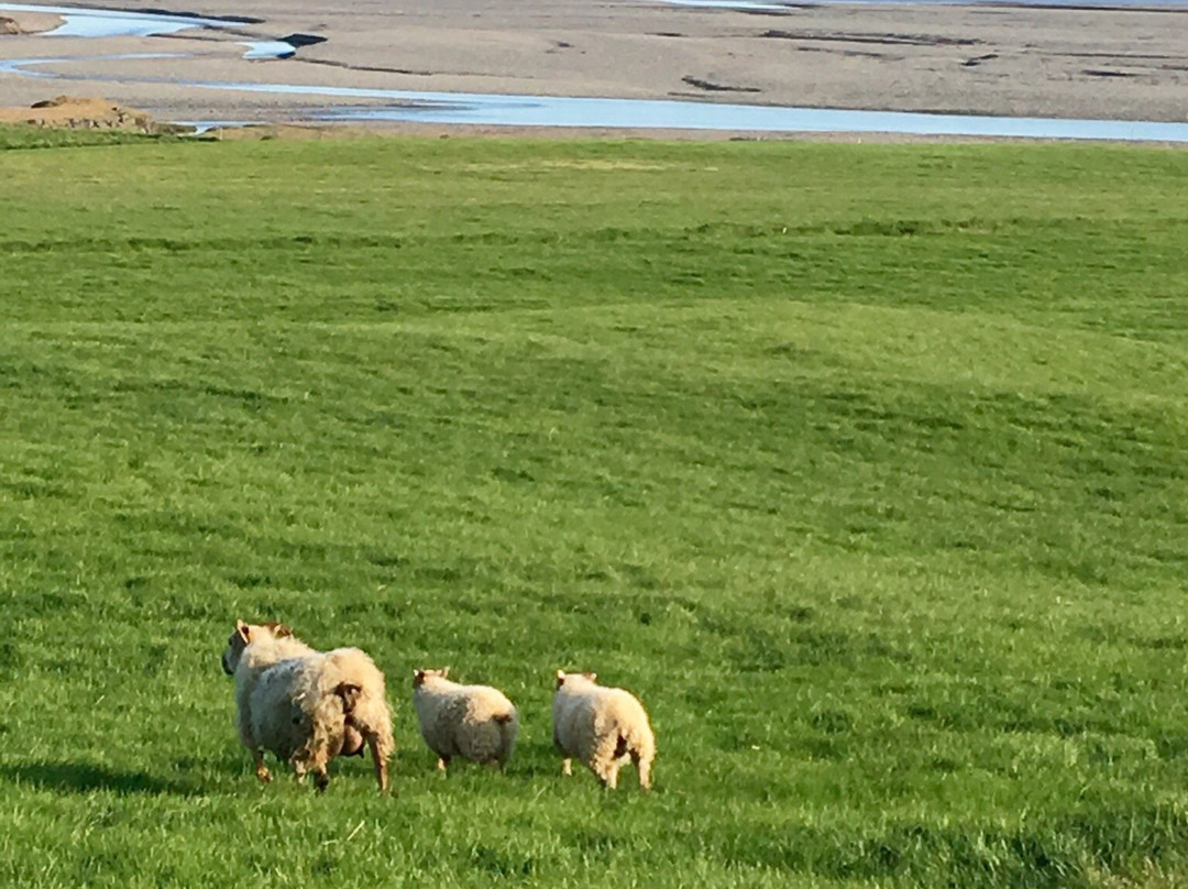 Brekka í Lóní Farm Stay主图