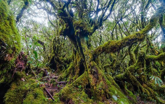 Cameron Highlands Jungle Trail No. 2-碧兰璋必去景点