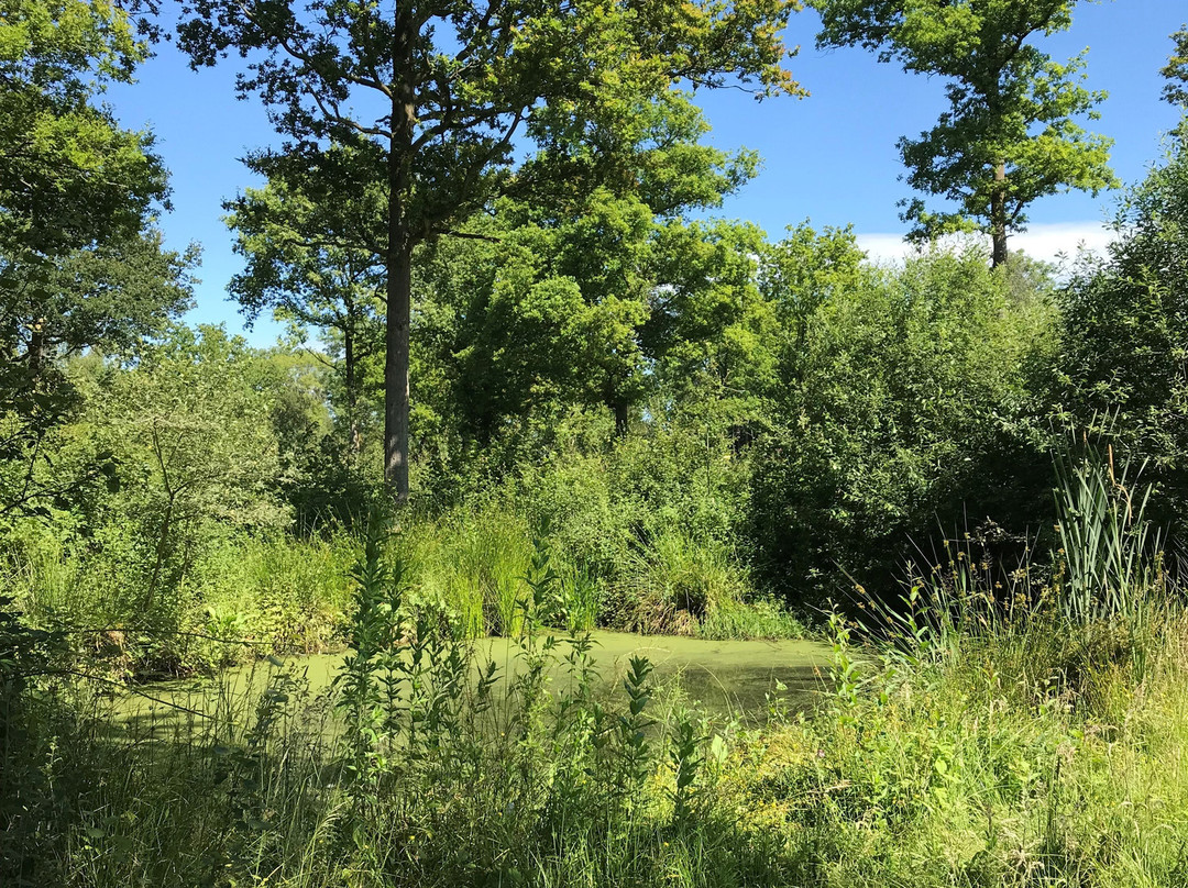 Wolves Wood RSPB Reserve景点图片