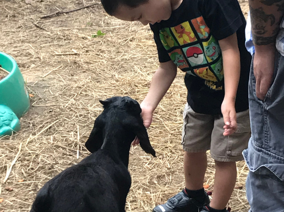 Ye Olde Goat Farm景点图片