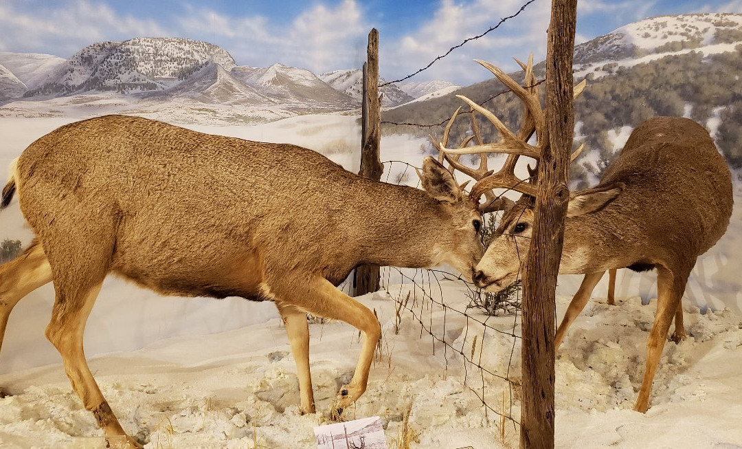 Museum of Northwest Colorado-Craig必去景点
