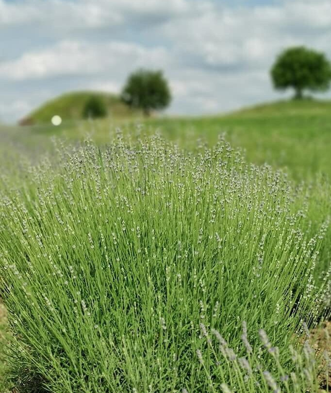 斯韦什塔里的色雷斯人墓-Sveshtari必去景点