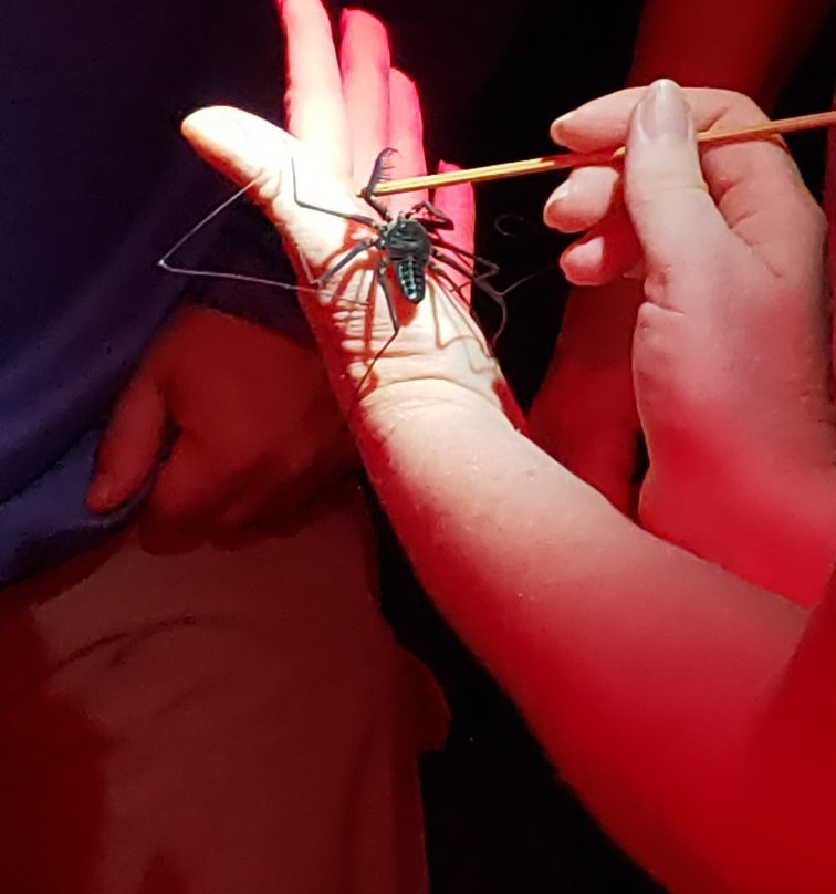 The Night Tour with Tracie The Bug Lady-德雷克湾必去景点