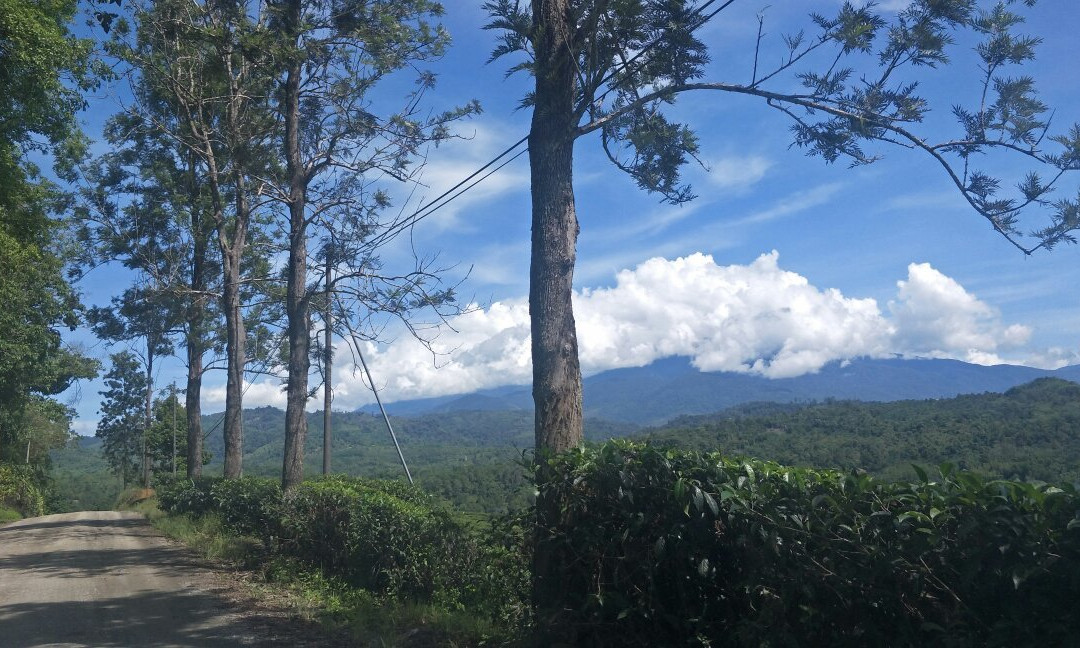 Sabah Tea Garden Day Tours景点图片