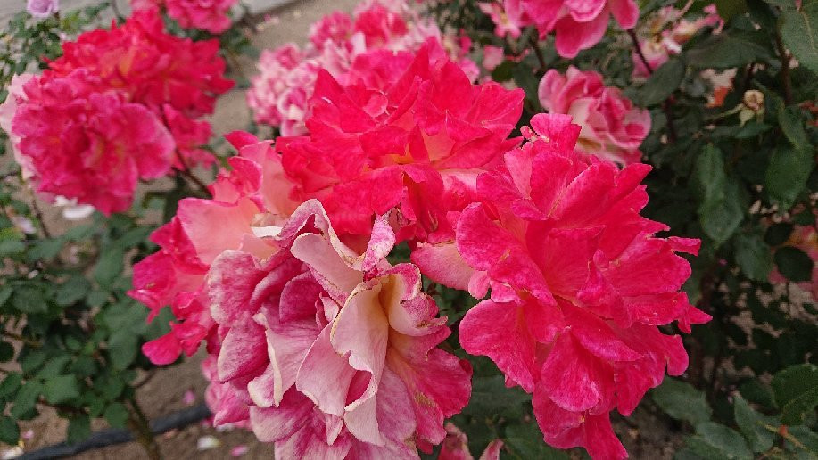 Yoshiumi Rose Park-今治市必去景点