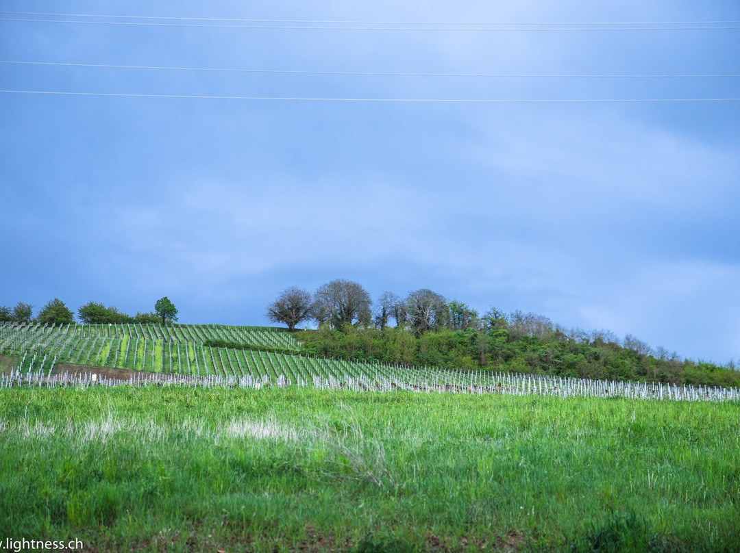 Weingut Buechin景点图片