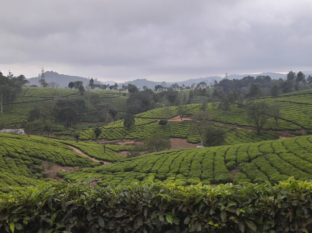 Star Tea Estate Bungalow主图