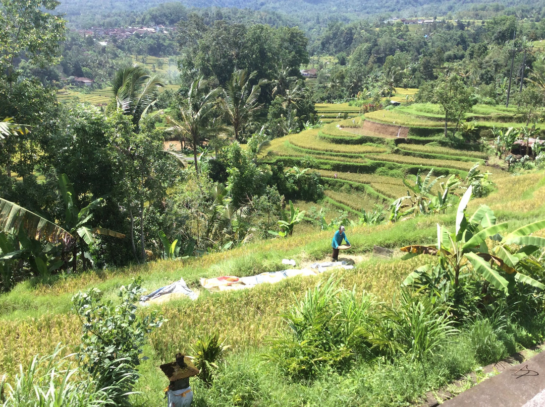 Shangrilah Villas主图