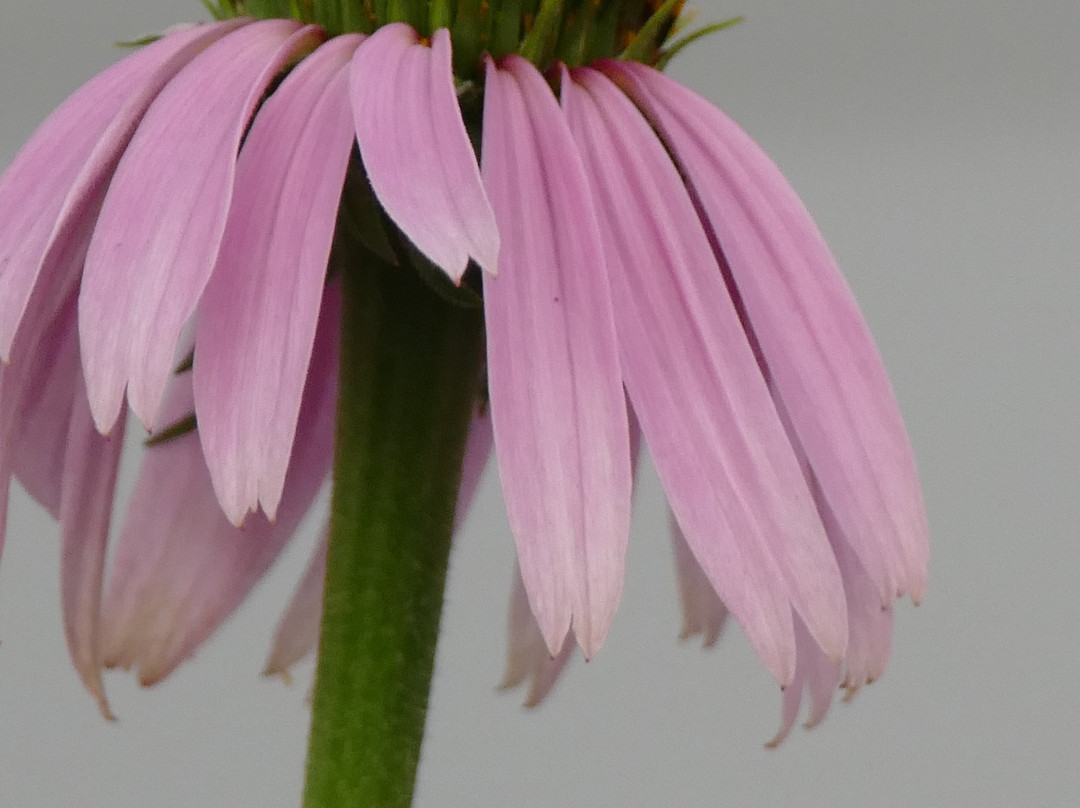 Americus Garden Inn Bed and Breakfast主图