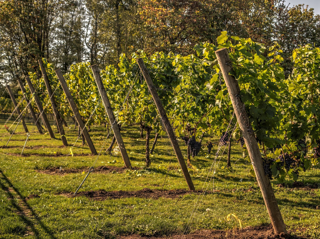 Township 7 Vineyards & Winery (South Langley)景点图片