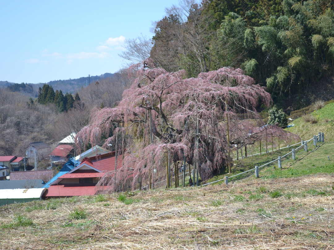 Miharutakizakura-三春町必去景点
