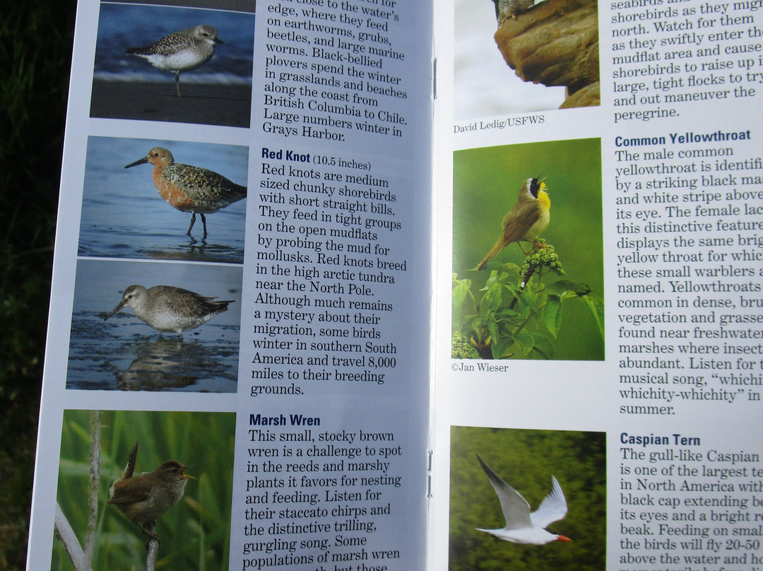 Grays Harbor National Wildlife Refuge景点图片