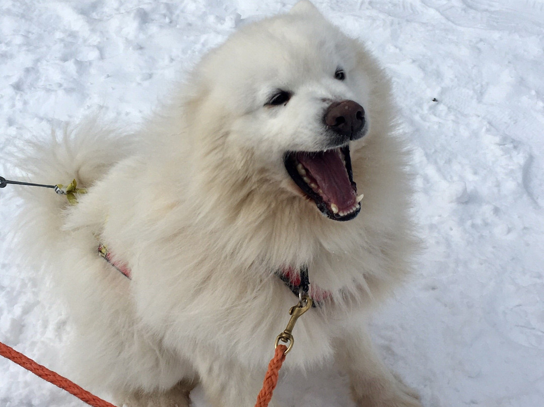 Pyhä’s Huskyfarm-Pyhatunturi必去景点