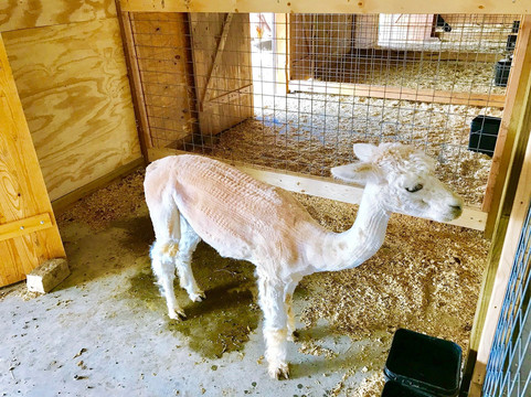 Heifer Village (Heifer International)-小石城必去景点