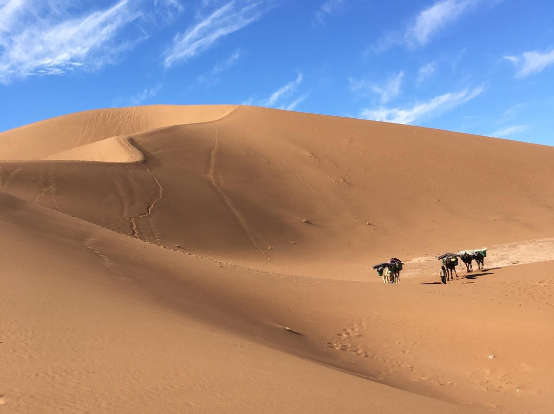 Camp Sahara at Dar Al Fananna-迈哈米德必去景点