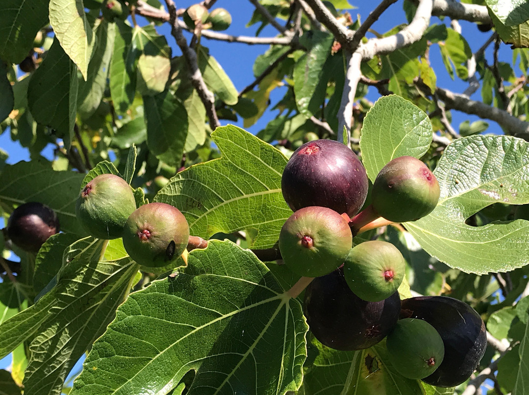 塔卡图葡萄园酒店主图