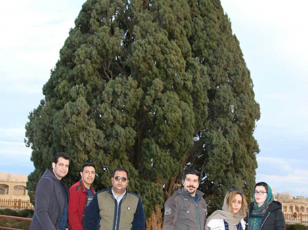 Cypress of Abarkuh景点图片