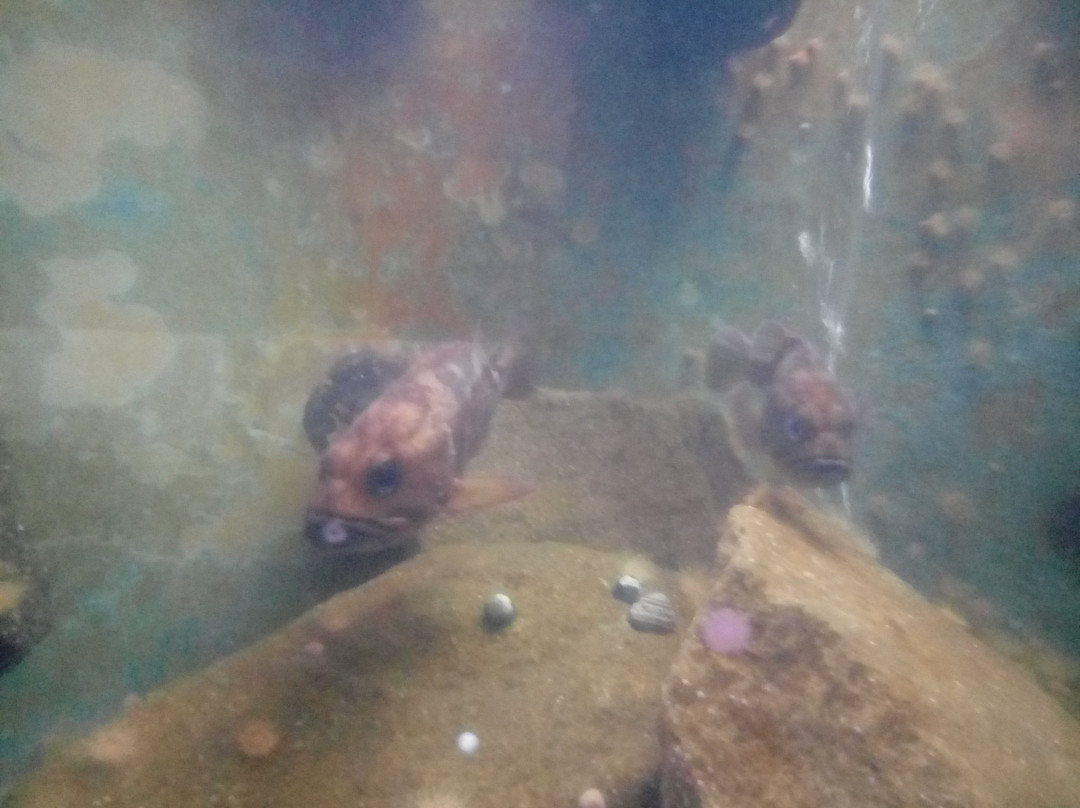 Acuario y Museo Facultad de Ciencias del Mar-Coquimbo必去景点