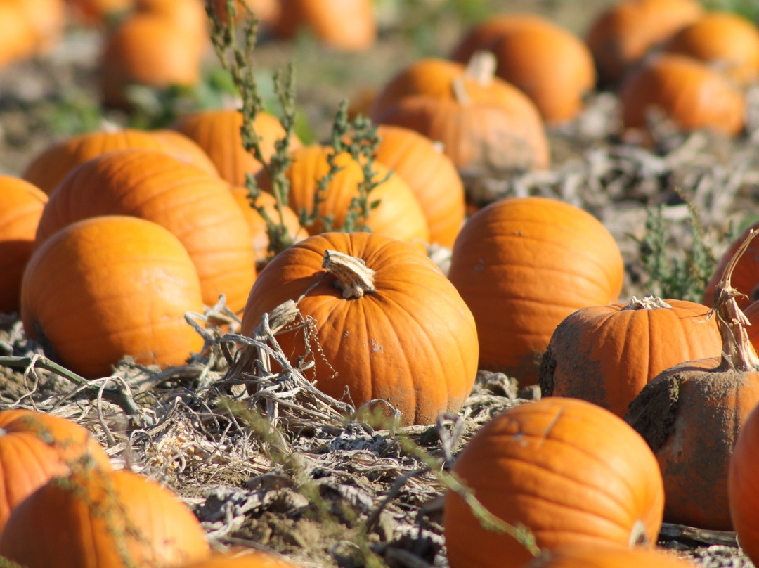 PYO Pumpkins景点图片