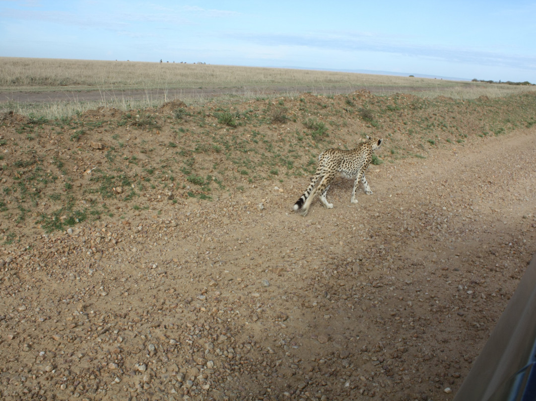 Afrolink Adventures-内罗毕必去景点