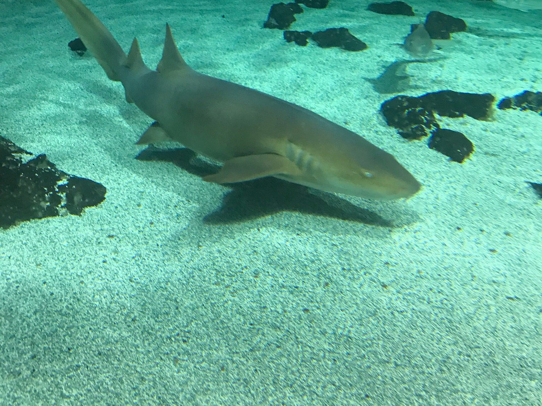 Lanzarote Aquarium景点图片