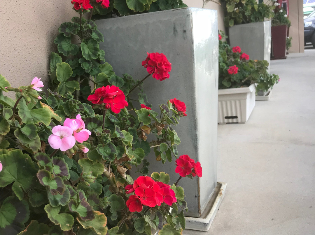 The Bakehouse Motel主图