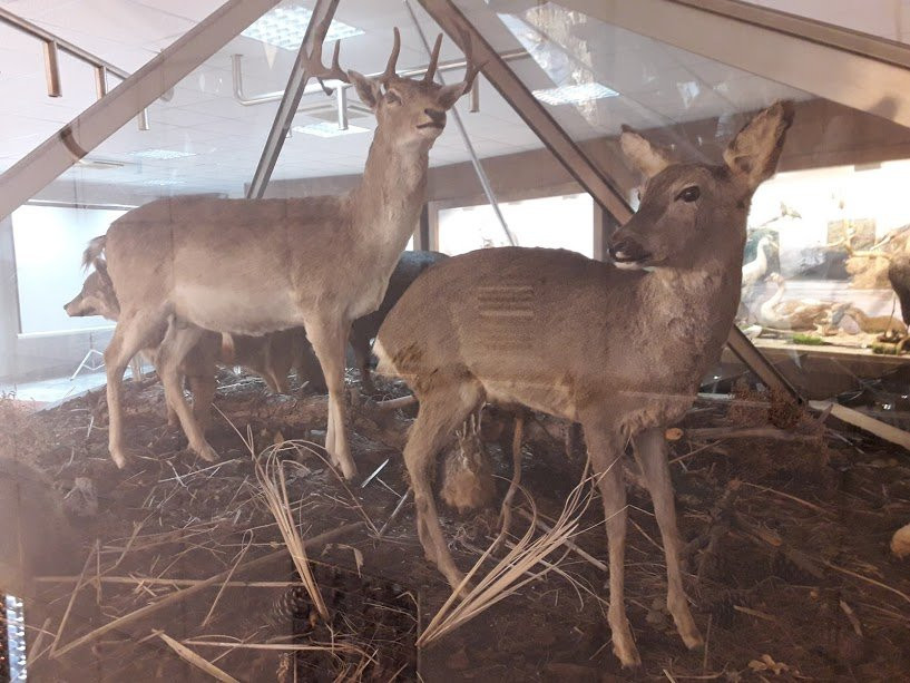 Museum  Of Natural History - Municipality of Serres-塞雷必去景点