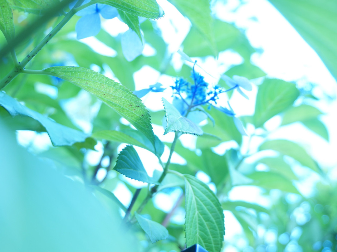 Yamato City Library景点图片