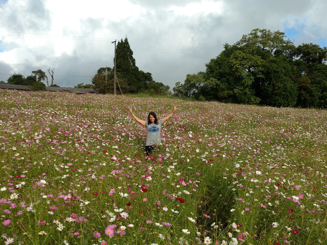 Colha & Pague Kaki Fuyu-Piedade必去景点