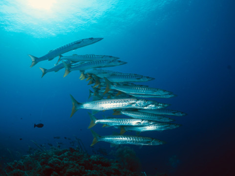 DiveGuys Cebu-马丹岛必去景点