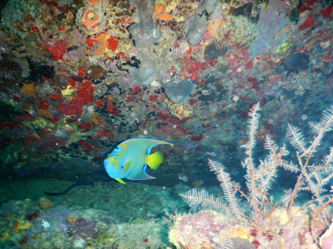 La Caleta Underwater National Park景点图片