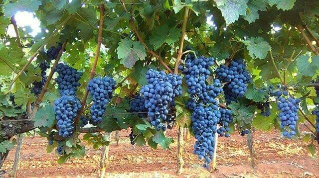 Vranje Selo旅游景点-OH Wines