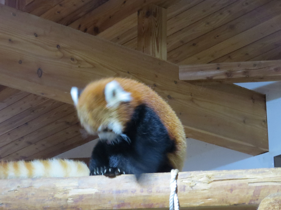 Nagano Chausuyama Zoo-长野县必去景点
