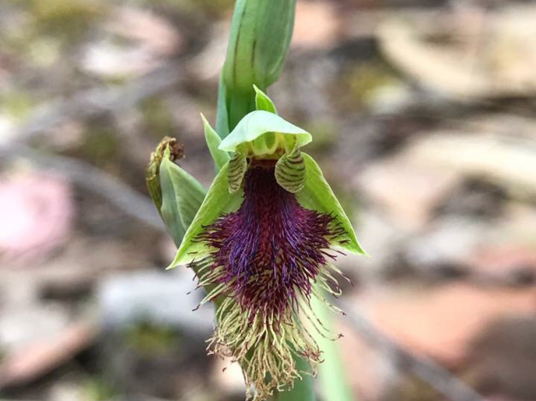 Kangaroo Ground旅游景点-Pretty Hill Reserve
