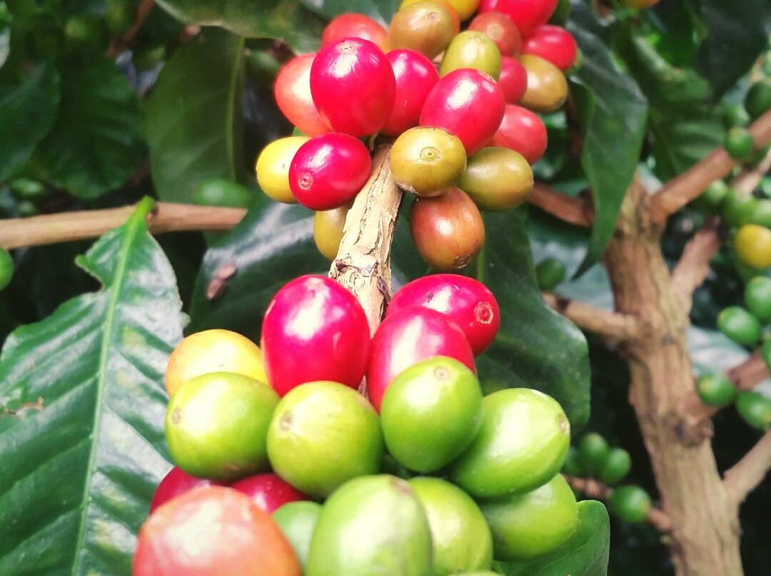 Finca Casanga-波魁特必去景点