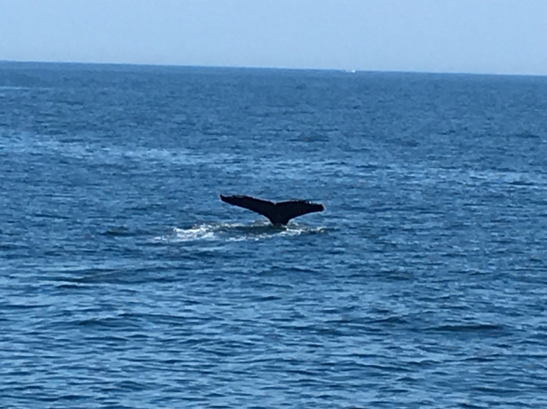 Cape May Whale Watcher景点图片