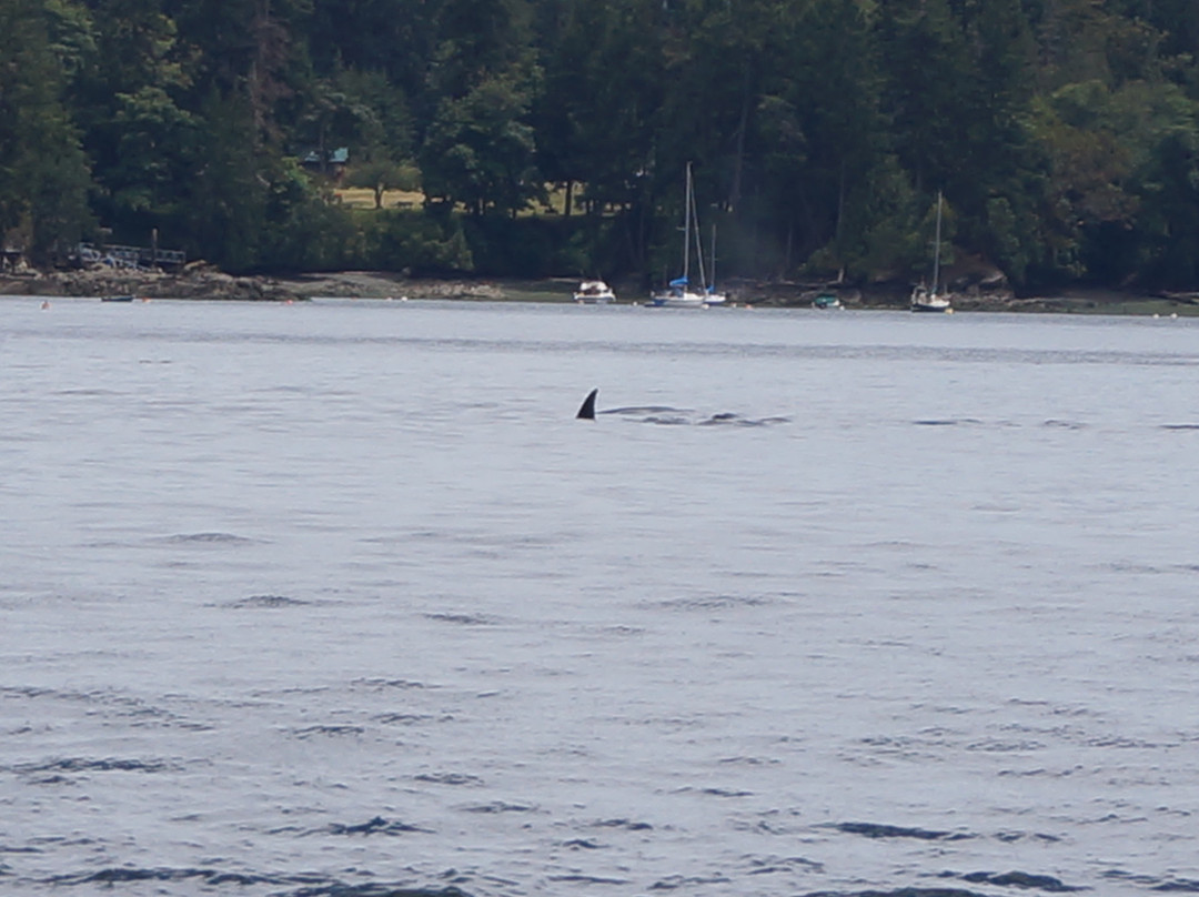 Old Trout Bed and Breakfast主图